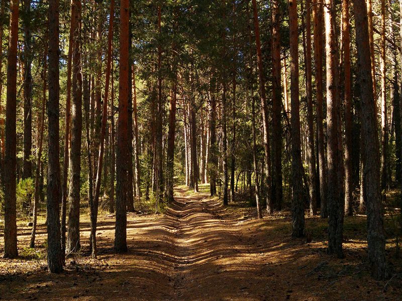 Un estudio elaborado en Cuenca detecta las áreas de oportunidad aún no explotadas en Bioeconomía Forestal